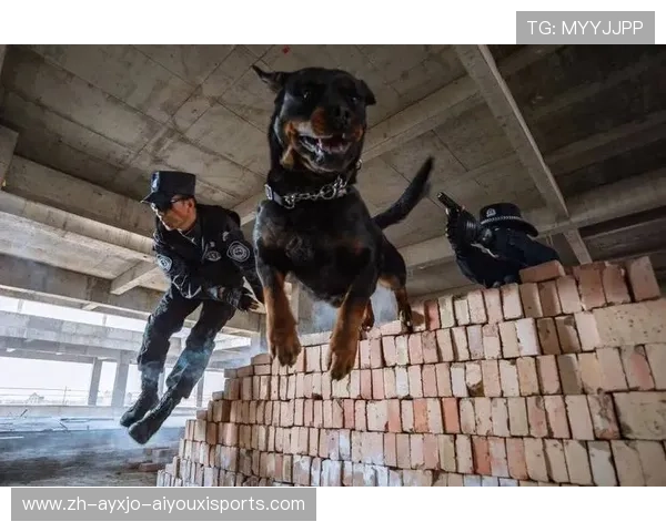 足球警犬队部署是否提升大型比赛现场的防爆与识别能力 足球警犬队部署是否提升大型比赛现场的防爆与识别能力
